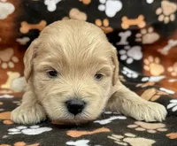 Olaf, a male Schnoodle for sale in Boscobel, WI – 5 of 10