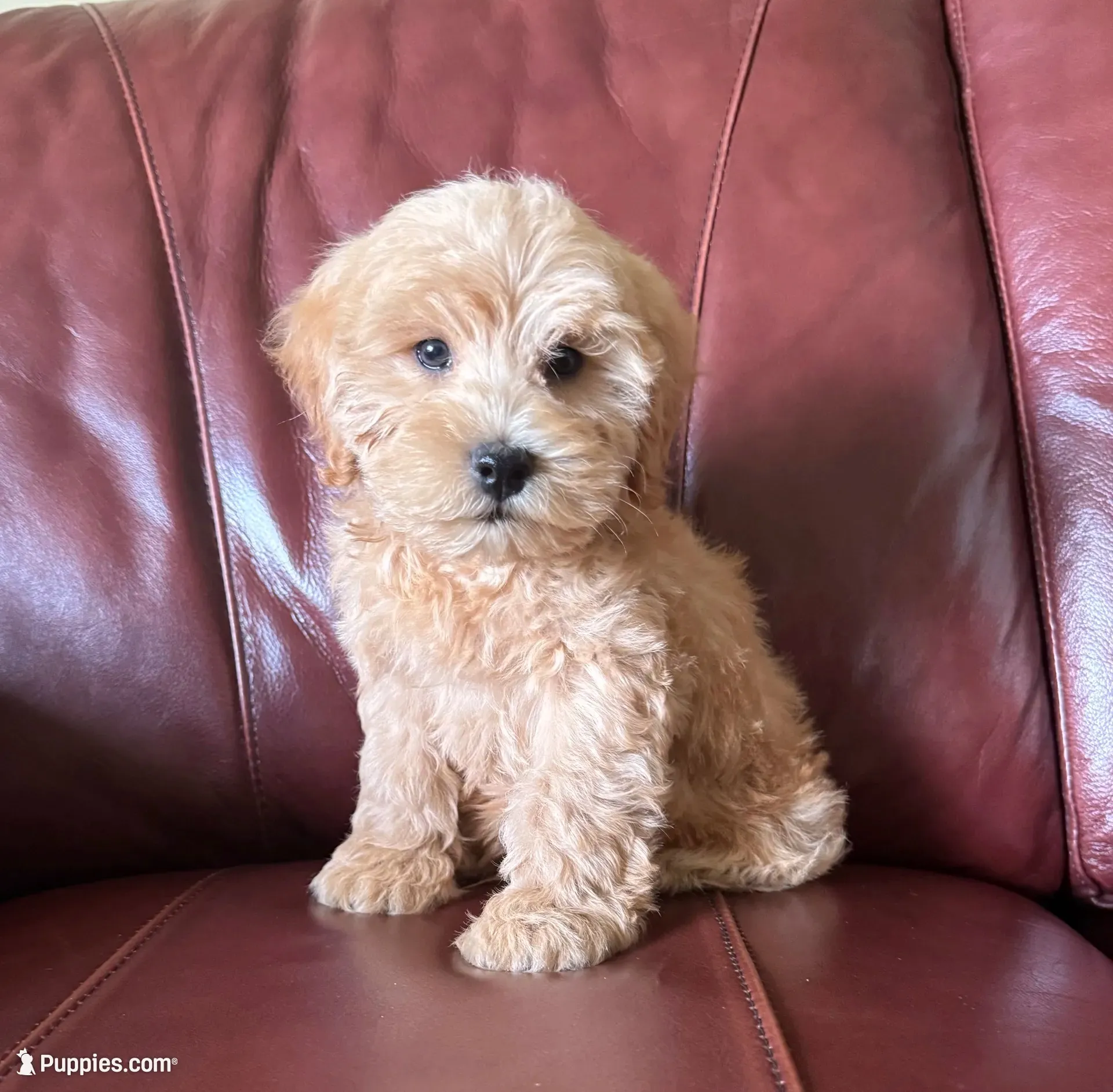 Oaken , a male Schnoodle for sale in Boscobel, WI – 1 of 9