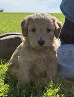 Anna, a female Schnoodle for sale in Boscobel, WI – 3 of 10