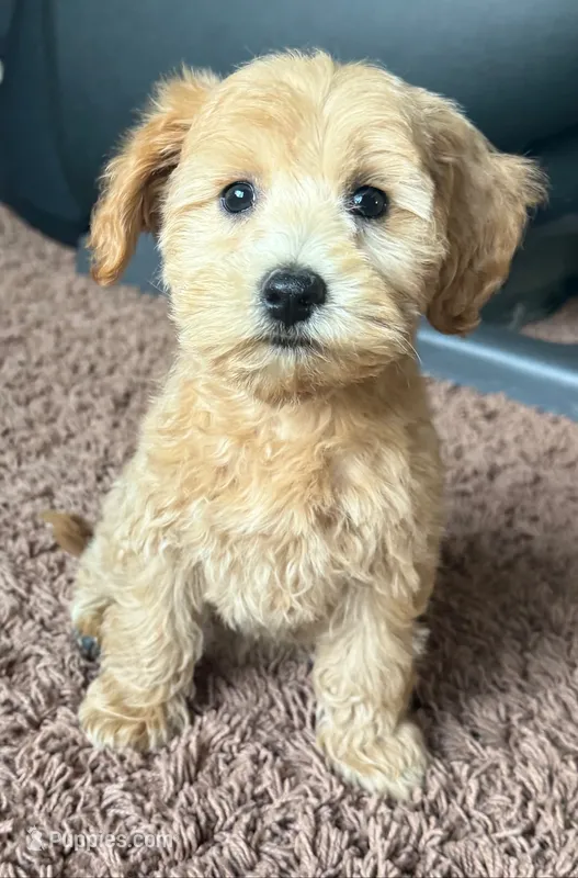 Elsa  – Schnoodle puppy for sale in Boscobel, WI
