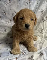 Elsa , a female Schnoodle for sale in Boscobel, WI – 4 of 10