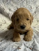 Hans , a male Schnoodle for sale in Boscobel, WI – 5 of 10