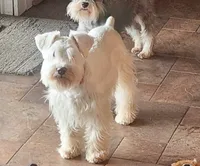 Elsa , a female Schnoodle for sale in Boscobel, WI – 5 of 6
