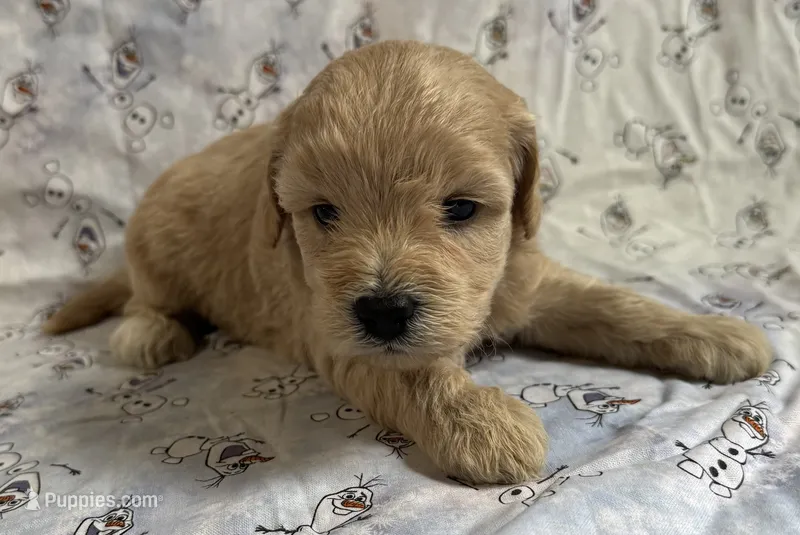 Olaf – Schnoodle puppy for sale in Boscobel, WI