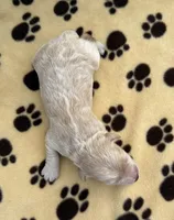 Olaf, a male Schnoodle for sale in Boscobel, WI – 2 of 6
