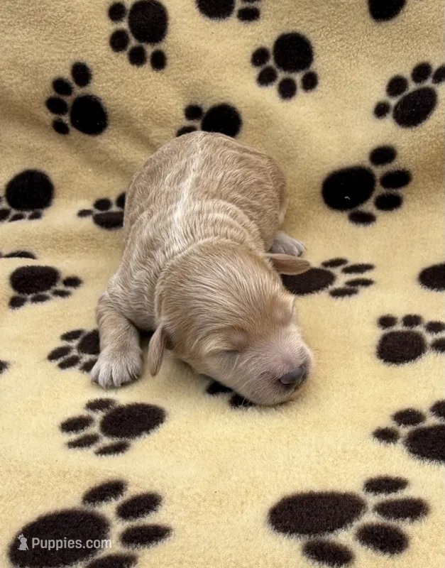 Elsa  – Schnoodle puppy for sale in Boscobel, WI