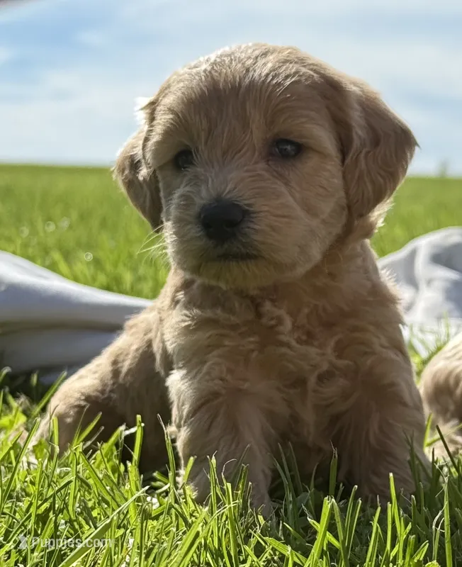 Elsa  – Schnoodle puppy for sale in Boscobel, WI