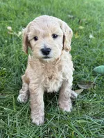 Hans , a male Schnoodle for sale in Boscobel, WI – 2 of 10