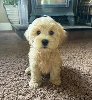 Oaken , a male Schnoodle for sale in Boscobel, WI – 2 of 9