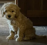 Hans , a male Schnoodle for sale in Boscobel, WI – 3 of 10