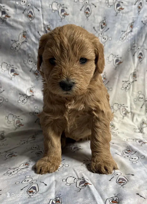 Anna – Schnoodle puppy for sale in Boscobel, WI