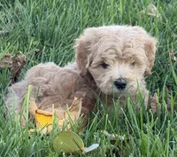 Sven, a male Schnoodle for sale in Boscobel, WI – 2 of 9