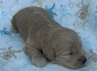 Oaken , a male Schnoodle for sale in Boscobel, WI – 6 of 9
