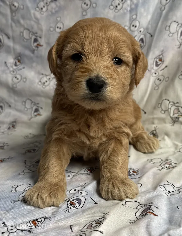 Elsa  – Schnoodle puppy for sale in Boscobel, WI