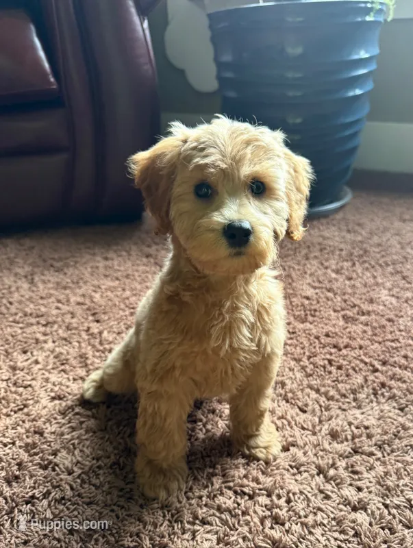 Anna – Schnoodle puppy for sale in Boscobel, WI