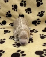 Elsa , a female Schnoodle for sale in Boscobel, WI – 2 of 6