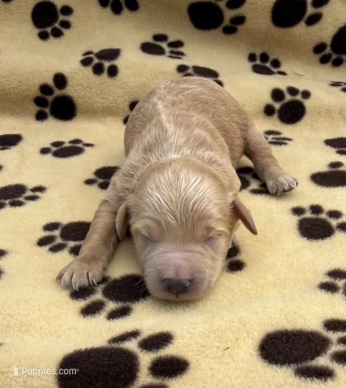 Sven – Schnoodle puppy for sale in Boscobel, WI