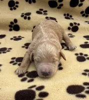 Sven, a male Schnoodle for sale in Boscobel, WI – 1 of 6