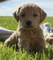 Elsa , a female Schnoodle for sale in Boscobel, WI – 3 of 10
