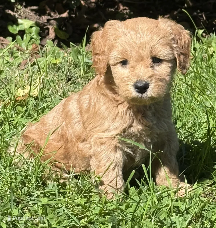 Anna – Schnoodle puppy for sale in Boscobel, WI