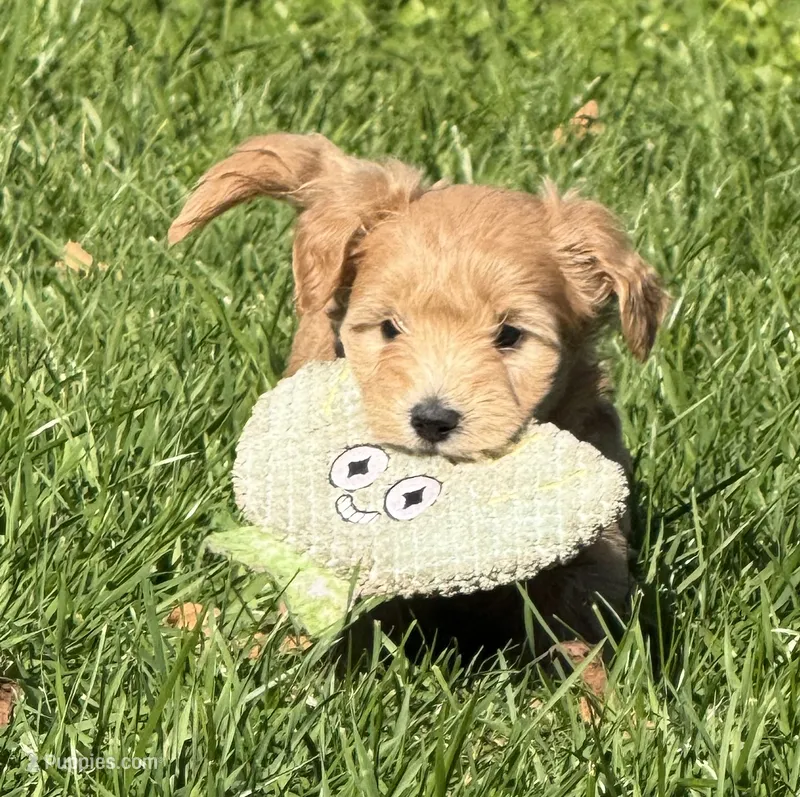 Elsa  – Schnoodle puppy for sale in Boscobel, WI
