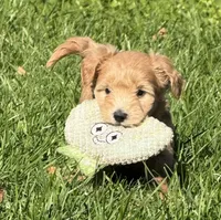Elsa , a female Schnoodle for sale in Boscobel, WI – 1 of 10