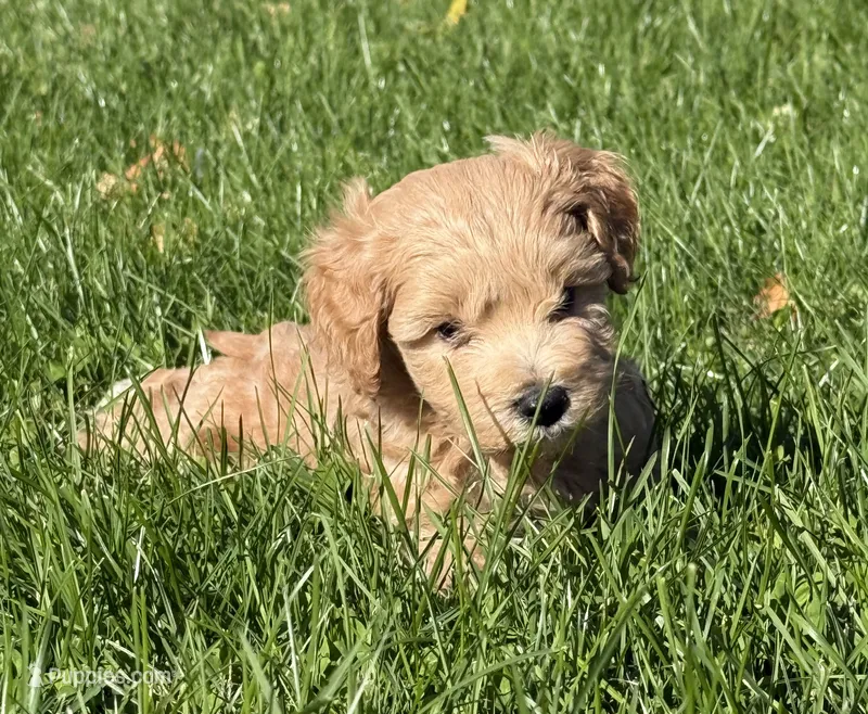 Sven – Schnoodle puppy for sale in Boscobel, WI