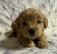 Oaken , a male Schnoodle for sale in Boscobel, WI – 5 of 9