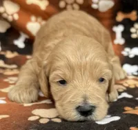 Hans , a male Schnoodle for sale in Boscobel, WI – 6 of 10