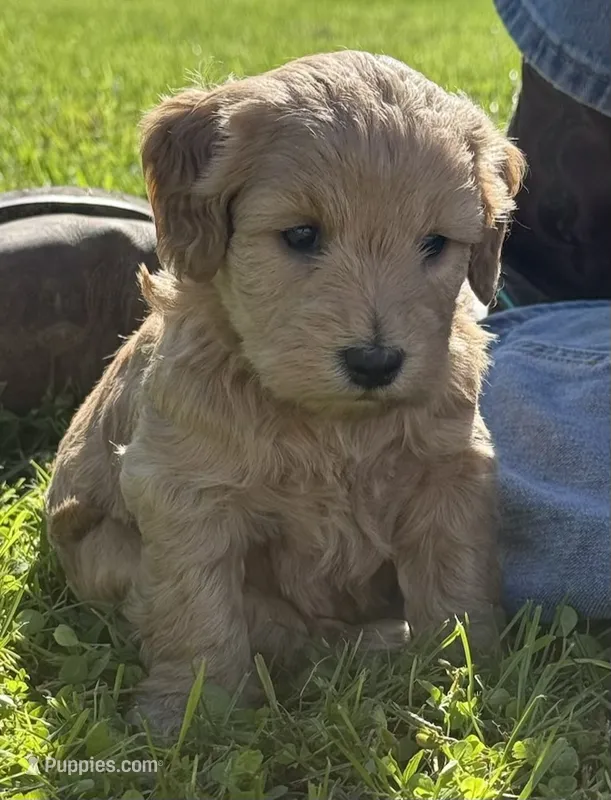 Anna – Schnoodle puppy for sale in Boscobel, WI