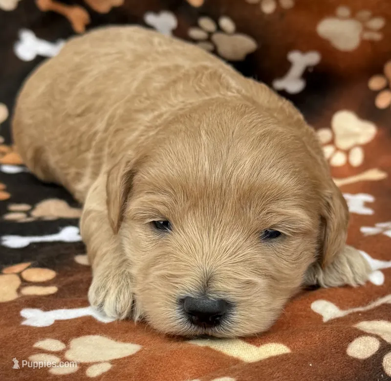 Elsa  – Schnoodle puppy for sale in Boscobel, WI