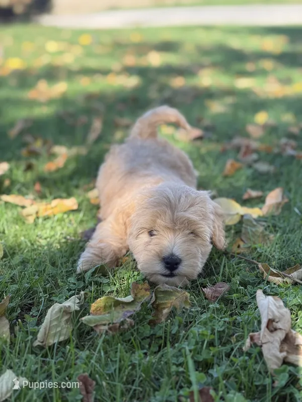 Olaf – Schnoodle puppy for sale in Boscobel, WI