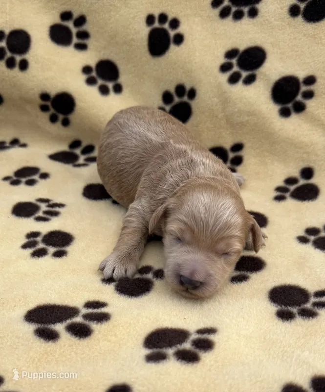 Anna – Schnoodle puppy for sale in Boscobel, WI