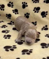 Anna, a female Schnoodle for sale in Boscobel, WI – 1 of 6