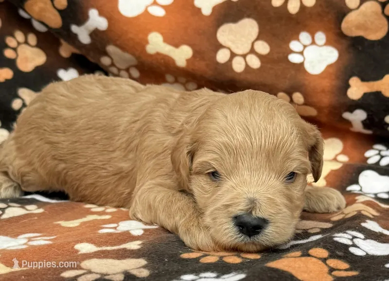 Sven – Schnoodle puppy for sale in Boscobel, WI