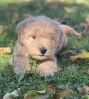 Oaken , a male Schnoodle for sale in Boscobel, WI – 3 of 9