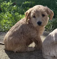 Elsa , a female Schnoodle for sale in Boscobel, WI – 2 of 10