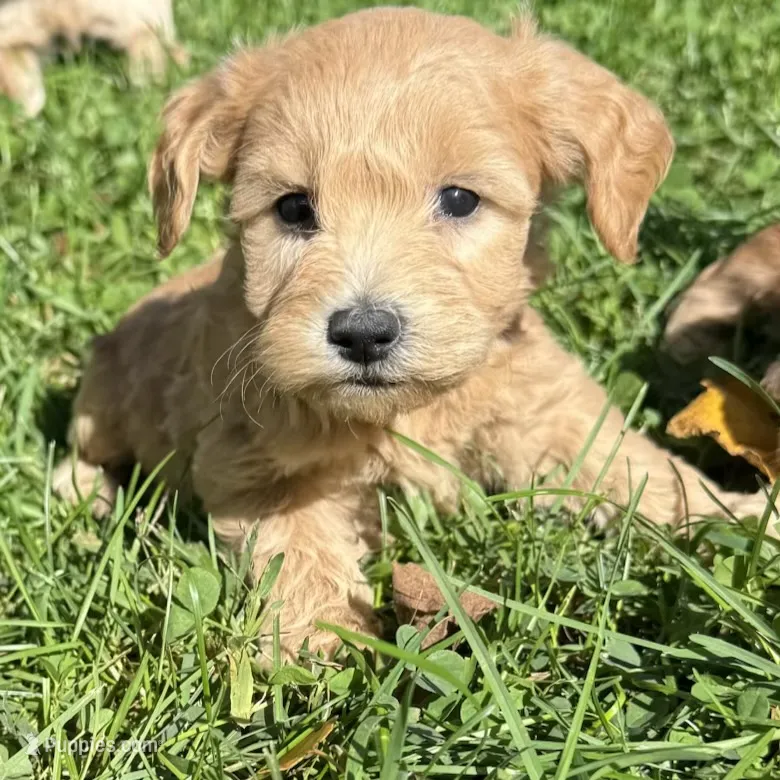 Elsa  – Schnoodle puppy for sale in Boscobel, WI