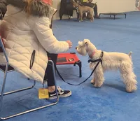 Anna, a female Schnoodle for sale in Boscobel, WI – 5 of 6