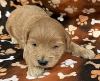 Elsa , a female Schnoodle for sale in Boscobel, WI – 5 of 10