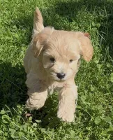 Olaf, a male Schnoodle for sale in Boscobel, WI – 3 of 10