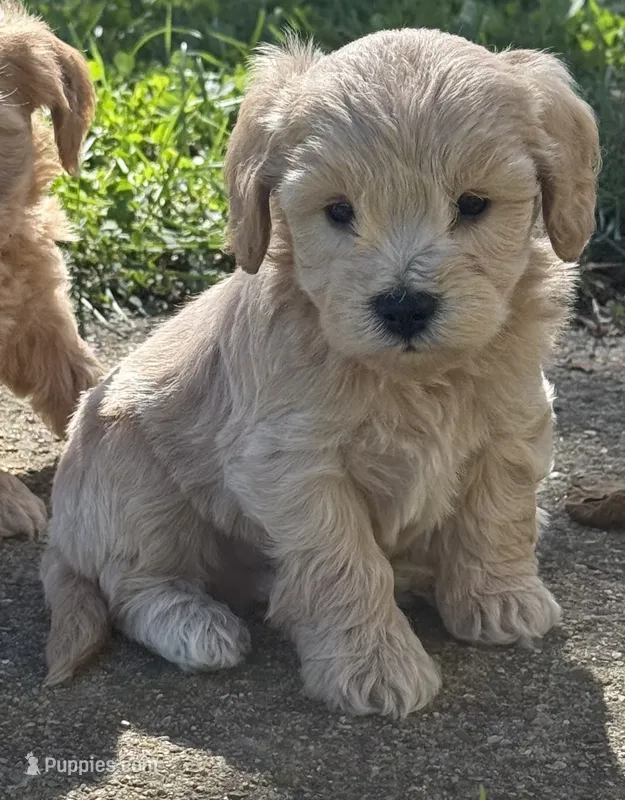 Olaf – Schnoodle puppy for sale in Boscobel, WI