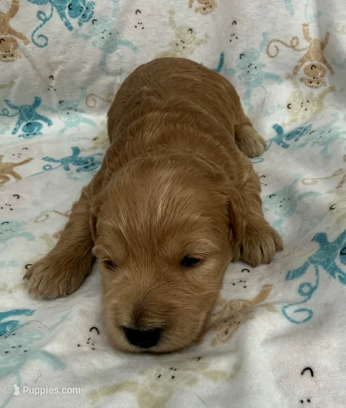 Anna – Schnoodle puppy for sale in Boscobel, WI
