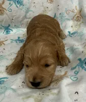 Anna, a female Schnoodle for sale in Boscobel, WI – 6 of 10