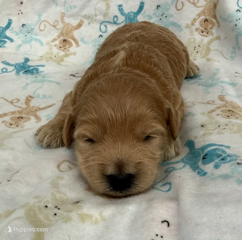 Elsa  – Schnoodle puppy for sale in Boscobel, WI