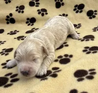 Olaf, a male Schnoodle for sale in Boscobel, WI – 3 of 6