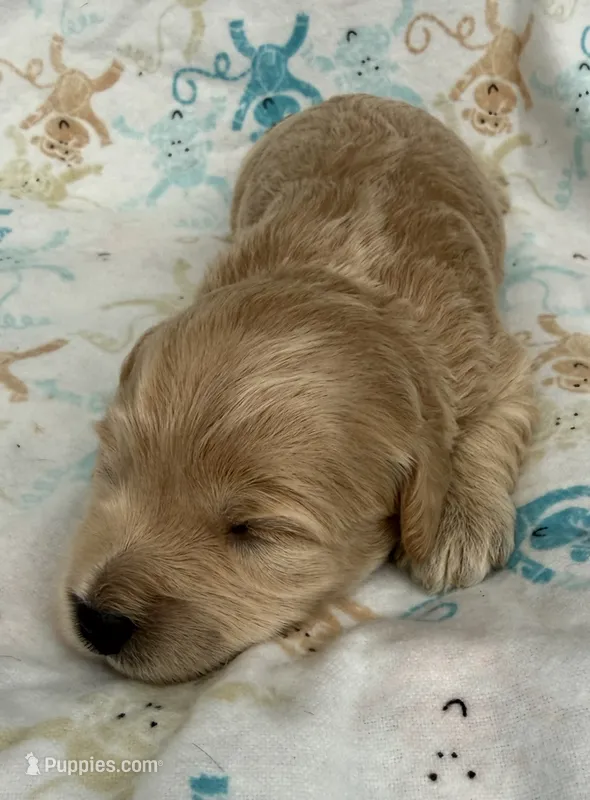 Olaf – Schnoodle puppy for sale in Boscobel, WI