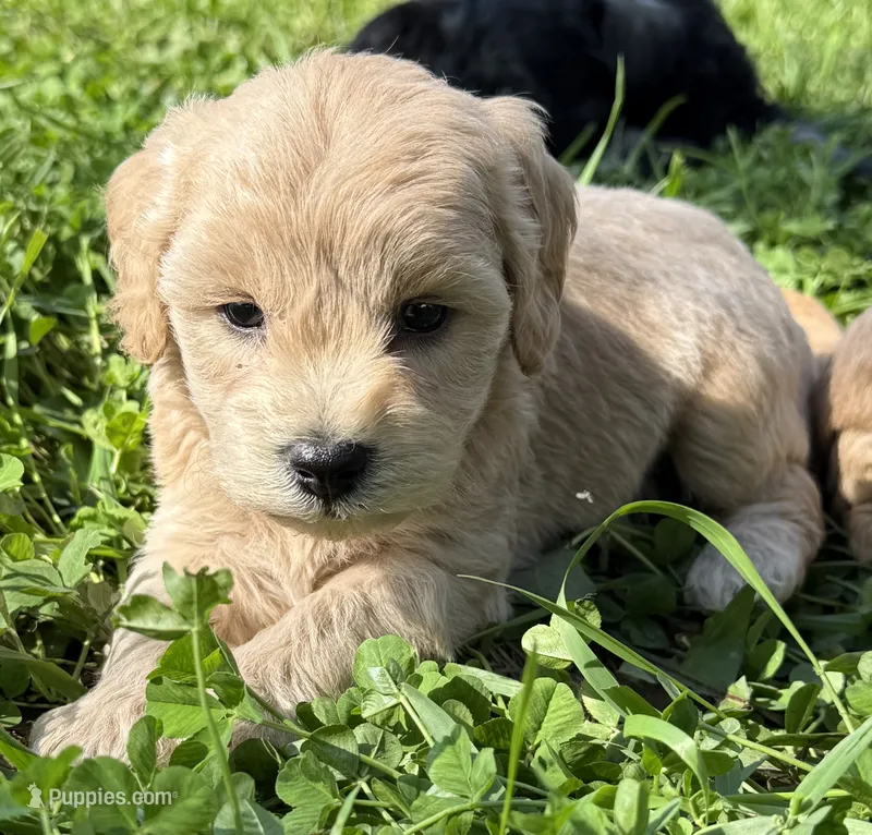 Olaf – Schnoodle puppy for sale in Boscobel, WI
