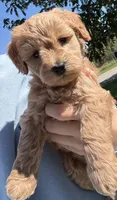 Anna, a female Schnoodle for sale in Boscobel, WI – 2 of 10