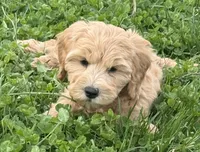 Hans , a male Schnoodle for sale in Boscobel, WI – 1 of 10